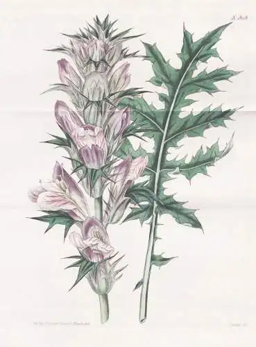 Acanthus spinosus. Prickly Acanthus. 1808 - West Indies Florida  / Pflanze Planzen plant plants / flower flowe