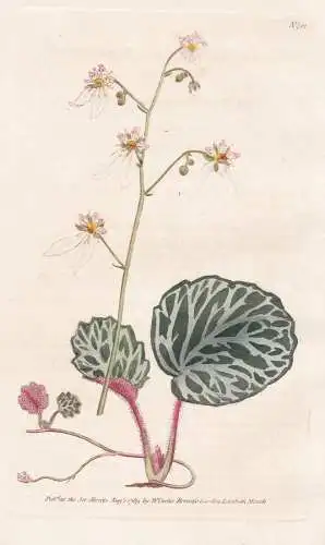 Saxifraga Sarmentosa. Strawberry Saxifrage Tab. 92 - Kriech-Steinbrech Judenbart creeping saxifrage / flower f