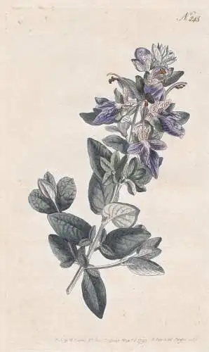 Teucrium Latifolium. Broad-Leaved Shrubby Germander. Tab. 245 - Gamander Steppenschleier / Russland Kaukasus R