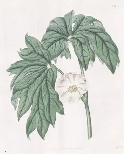 Podophyllum Peltatum. Duck's-foot, or may-apple. Tab. 1819 - North America Nordamerika / Pflanze Planzen plant