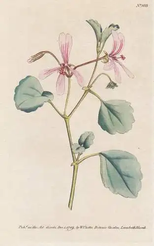 Pelargonium Acetosum. Sorrel Crane's-Bill. Tab. 103 - Storchschnabel cranesbill crane's-bill Geranie Geranien