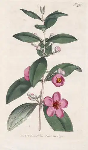 Myrtus Tomentosa. Woolly-leaved Myrtle. Tab. 250 - Rhodomyrtus Myrte / China / Pflanze plant / flower flowers