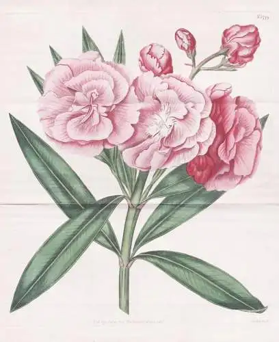 Nerium Odorum. Double sweet-scented rosebay, or oleander. 1799 -  Pflanze Planzen plant plants / flower flower