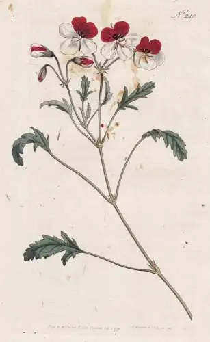 Pelargonium Tricolor. Coloured Crane's-bill. Tab. 240 - Storchschnabel cranesbill crane's-bill Geranie Geranie