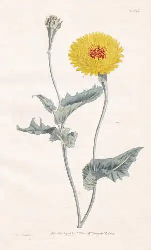 Scorzonera Tingitana. Tangier Scorzonera, or Poppy-Leav'd Vipers Grass. Tab. 142 - Schwarzwurzel Tanger-Reicha
