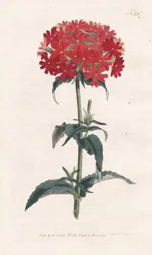 Lychnis Chalcedonica. Scarlet Lychnis. Tab. 257 - Silene chalcedonica Brennende Liebe Dianthus Scharlachlichtn