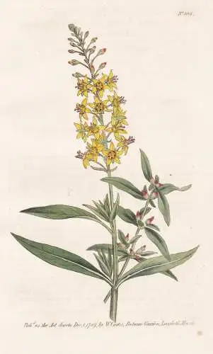 Lysimachia Bulbifera. Bulb-Bearing Loosestrife. Tab. 104 - Gilbweiderich Gelbweiderich Felberich / flower flow