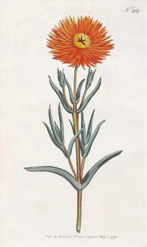 Mesembryanthemum Aureum. Golden Fig-Marigold. Tab. 262 - Mittagsblume / South Afrika Südafrika / Pflanze plan