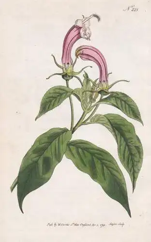 Lobelia Surinamensis. Shrubby Lobelia. Tab. 225 - Lobelie / West Indies Indien Surinam Suriname / Pflanze plan