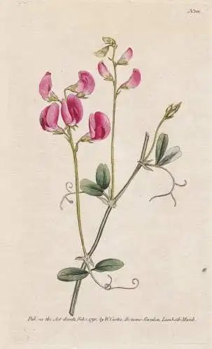 Lathyrus Tuberosus. Tuberous Lathyrus, or Pease Earth-Nut. Tab. 111 - Knollen-Platterbse earthnut pea Erbse /