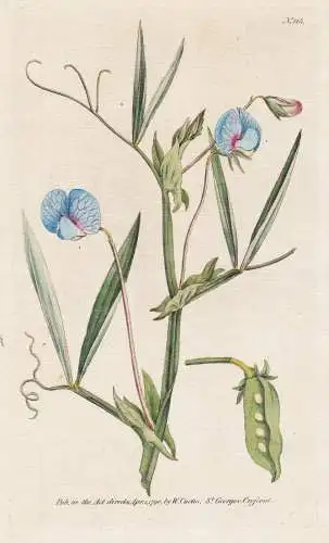 Lathyrus Sativus. Blue-flowered Lathyrus, or Chichling-Vetch. Tab. 115 - Platterbse Erbse grass pea / cicerchi