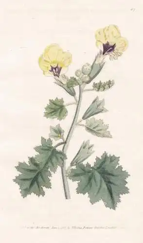 Hyoscyamus Aureus. Golden-flowered Henbane. Tab. 87 - Bilsenkräuter Bilsenkraut / flower flowers Blume Blumen