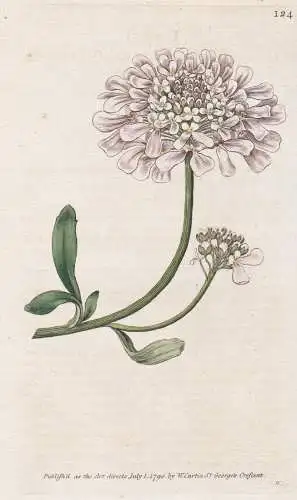 Iberis Gibraltarica. Gibraltar Candy-Tuft. Tab. 124 - Schleifenblume Gibraltar candytuft / Pflanze plant / flo