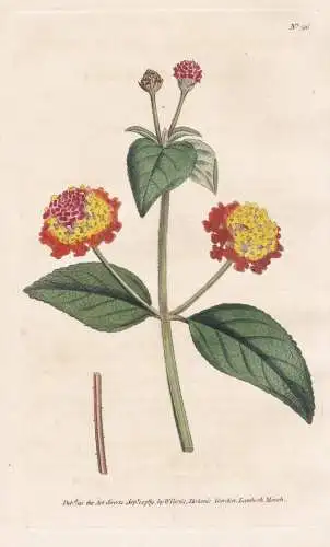 Lantana Aculeata. Prickly Lantana. Tab. 96 - Wandelröschen Eisenkraut / flower flowers Blume Blumen / botanic