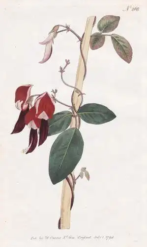 Glycine Rubicunda. Dingy-flowered Glycine. Tab. 268 - Kennedia rubicunda Korallenbohne Korallenwein dusky cora