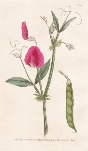 Lathyrus Tingitanuis. Tangier Pea. Tab. 100 - Tanger-Platterbse Erbse Tangier pea / flower flowers Blume Blume