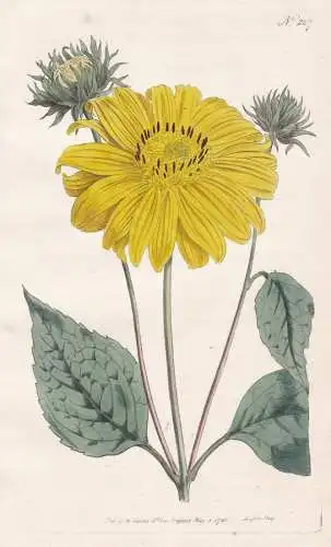 Helianthus Multiflorus. Many-flowered or Perennial Sun-flower. Tab. 227 - Sonnenblume sunflower / North Americ