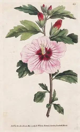 Hibiscus Syriacus. Syrian Hibiscus; commonly called Althaea Frutex. Tab. 83 - Hibiskus Straucheibisch Eibisch