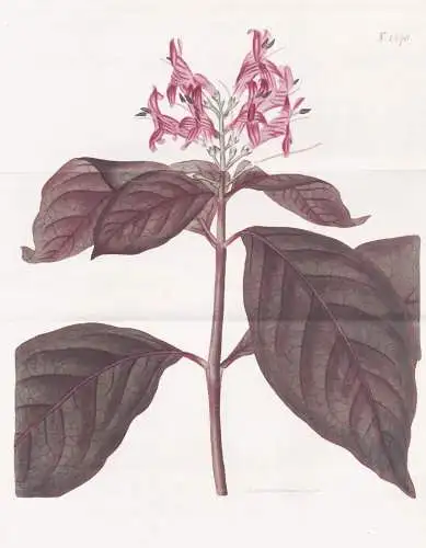 Justicia Picta. Lurido-sanguinea. Bloody-veined Justicia. Tab. 1870 -  Pflanze Pflanzen plant plants / flower