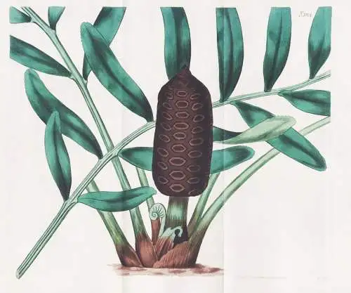 Zamia Integrifolia. Dwarf Zambia. 1851 - Pflanze Planzen plant plants / flower flowers Blume Blumen / botanica