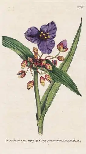Tradescantia Virginica. Virginian Tradescantia, or Spiderwort. Tab. 105 - Virginia-Dreimasterblume Virginia-Kr
