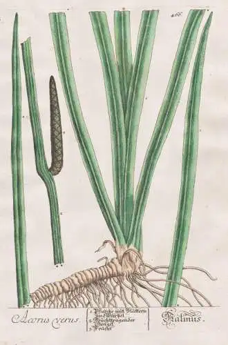 Acorus verus - Kalmus - calamus Pflanze plant botanical botany Kräuterbuch Kräuter herbal Herbarium