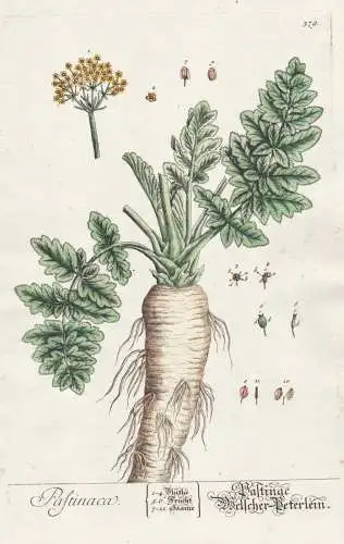 Pastinaca - Pastinake Parsnip Gemüse vegetables / Botanik Botanical Botany Kräuterbuch herbal Herbarium