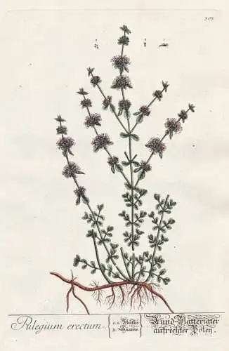 Pulegium erectum - Rund Blätterigter aufrechter Poley - Polei-Minze Minze Mentha pennyroyal pennyrile mint Fl