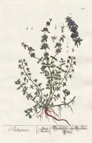 Pulegium - Gemeiner oder Garten Poley - Polei-Minze Minze Mentha pennyroyal pennyrile mint Flohkraut Pflanze p