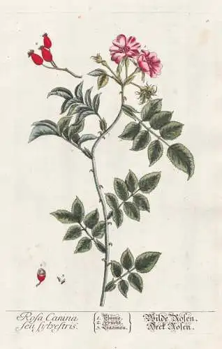 Rosa Canina seu sylvestris - Wilde Rose Deck Rose - Rosea rose Hundsrose Hagebutte rosehip Heckenrose Pflanze