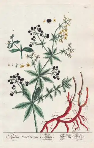 Rubia tinctorum / Färber-Röthe. - Färberkrapp rose madder Botanik botanical botany Kräuterbuch herbal Herb