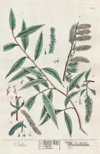 Salix / Weidenbaum. - Willow tree Weide Baum Bäume Botanik botanical botany Kräuterbuch herbal Herbarium