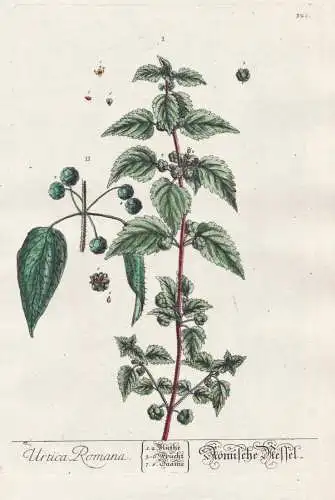 Urtica Romana - Brennnesseln nettle / Botanik botanical botany Kräuterbuch herbal Herbarium