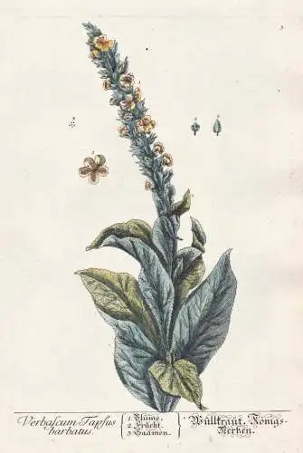 Verbascum Tapsus barbatus - Wüllkraut Königskerzen - Thapsus Königskerzen mullein Wollkraut Pflanze plant b