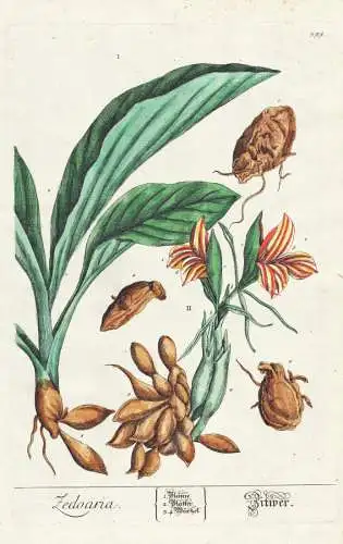 Zedoaria - Zitwerwurzel Zitwer Weiße Curcuma Kurkuma India Indien Gewürz spice Kräuter herbs / Botanik Bota