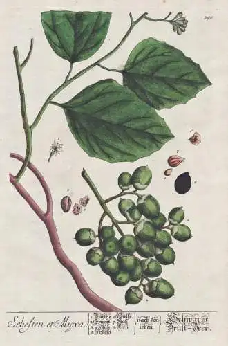 Sebesten et Myxa - Schwarze Brustbeere Cordia myxa Asia Asien / Botanik Botanical Botany Kräuterbuch herbal H