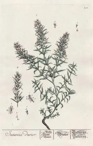 Satureia durior - Winter savory Winter-Bohnenkraut Botanik botanical botany Kräuterbuch herbal Herbarium