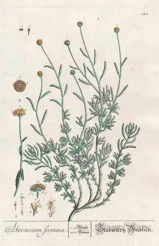 Abrotanum foemina / Stabwürtz Weiblein - Artemisia Botanik botanical botany Kräuterbuch herbal Herbarium