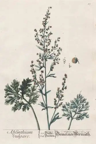 Absinthium vulgare - Gemeiner Wermut - Artemisia absinthium wormwood Wermutkraut Wermut Pflanze plant botanica