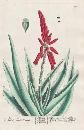 Aloe sucotrina / Socotrinische Aloe - Aloe succotrina Fynbos aloe Botanik botanical botany Kräuterbuch herbal