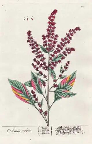 Amaranthus - Fuchsschwanz Amaranth Botanik botanical botany Kräuterbuch herbal Herbarium