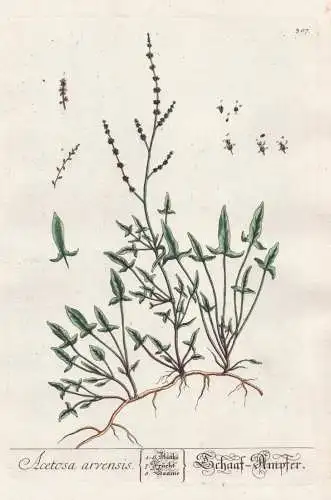 Acetosa arvensis / Schaaf-Ampfer - Wiesen-Sauerampfer Sorrel / Botanik Botanical Botany Kräuterbuch herbal He