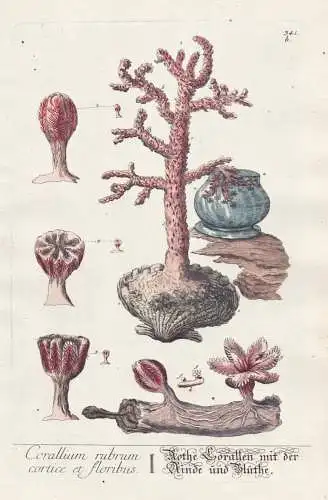 Corallium rubrum cortice et floribus / Rothe Corallen mit der Rinde und Blüthe - Precious red coral Edelkoral