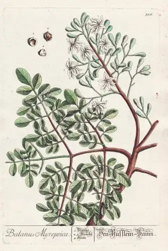 Balanus Myrepsica - Ben-Nut-tree Indien India Bennuss Phyllanthaceae / Botanik Botanical Botany Kräuterbuch h