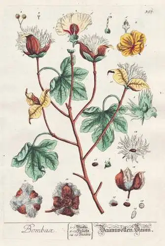 Bombax - Baumwollen Baum - Baumwolle coton cotton / flower flowers Blume Botanik Botanical Botany Kräuterbuch