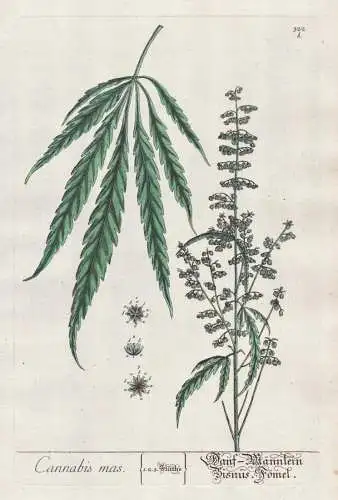 Cannabis mas. / Hanf-Männlein. Bisnus-Fömel - Cannabis hemp Hanf Botanik botanical botany Kräuterbuch herba