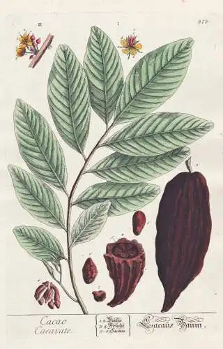 Cacao Daeauate - Kakao Kakaobaum tree cocoa / Botanik Botanical Botany Kräuterbuch herbal Herbarium