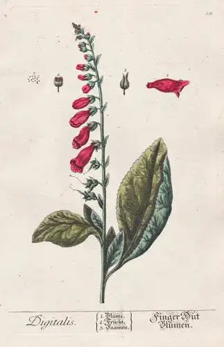 Digitalis - Finger Hut Blumen - Fingerhut foxglove Fingerkraut Pflanze plant botanical botany Kräuter herbs f