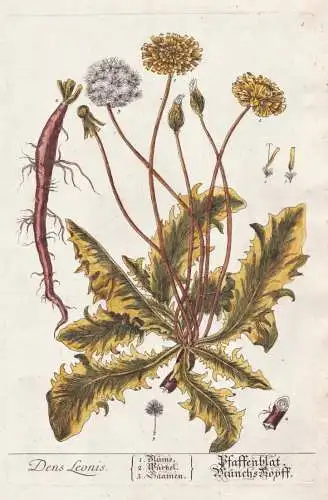 Dens Leonis - Pfaffenblat Münchs-Kopff - dandelions Löwenzahn Taraxacum Pflanze plant Botanik botanical bota