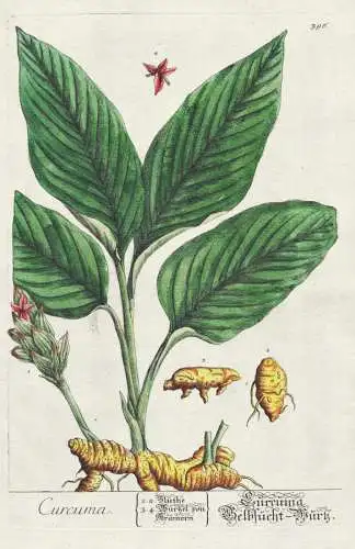 Curcuma - Kurkuma Gewürze spices / Botanik Botanical Botany Kräuterbuch herbal Herbarium